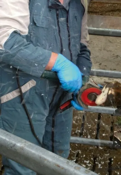 قرص قطع الحوافر P6 - احمر