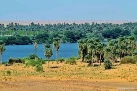 Dongola