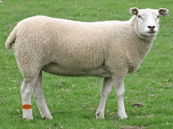 sheep foot band - plastic