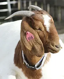 ارقام بطاقات الاذن مربع للاغنام   45mm x 35mm - وجهين