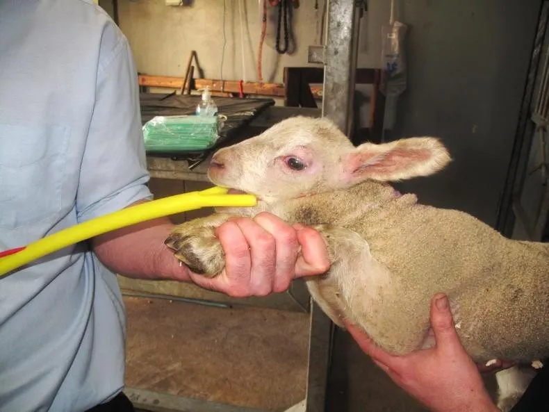 مساعدات بلاستيكية لولادة الأغنام