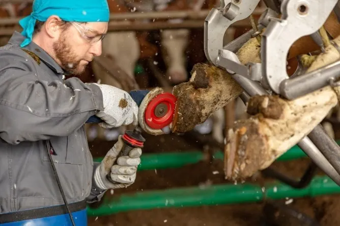 قرص قطع الحوافر P6 - احمر