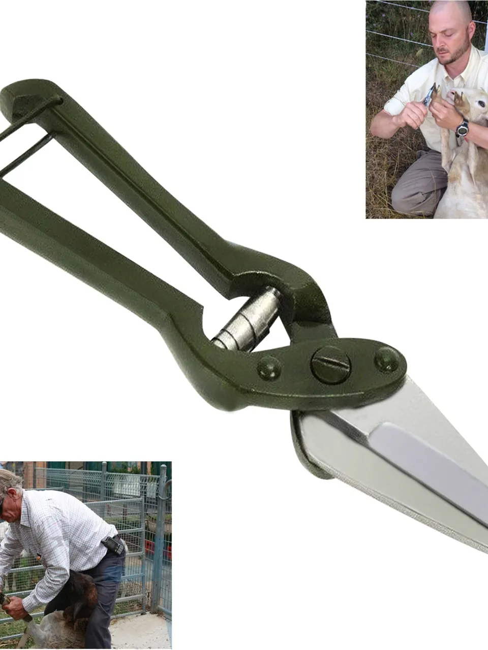 مقص اقدام ( اضلاف ) الاغنام والماعز