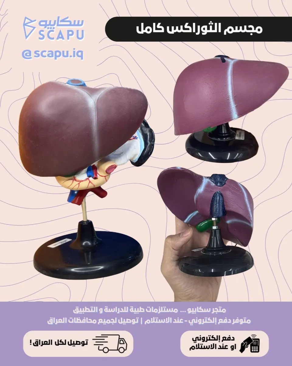 liver
