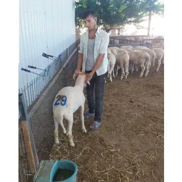 طقم أرقام معدنية من 0 إلى 9 لعمل علامات رقمية بالطلاء على الحيوانات. حجم كبير