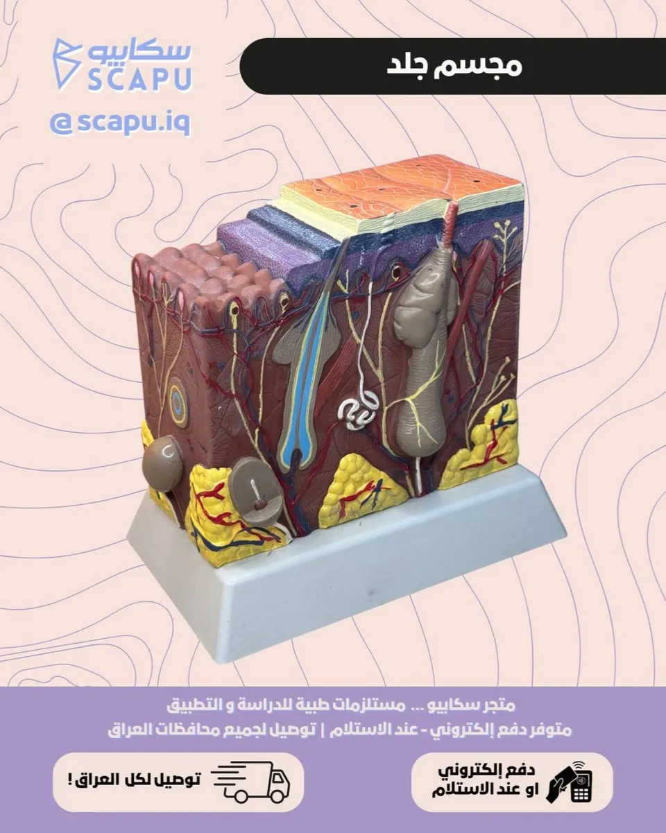 skin layers