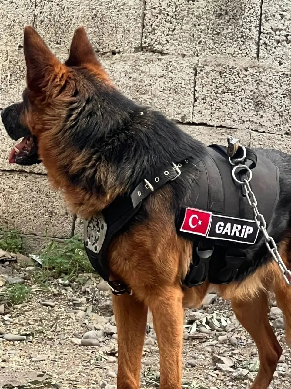 سترة للكلاب جودة عالية