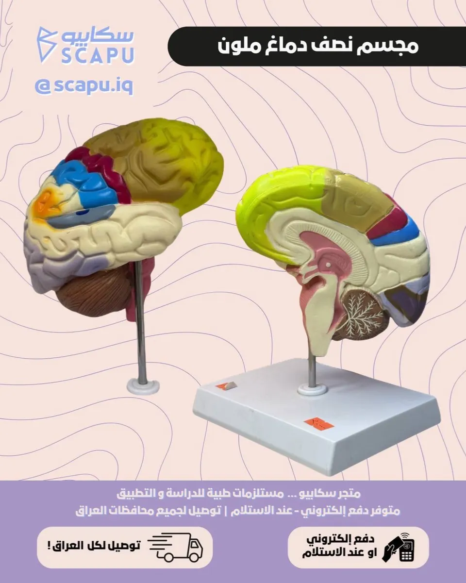 half brain