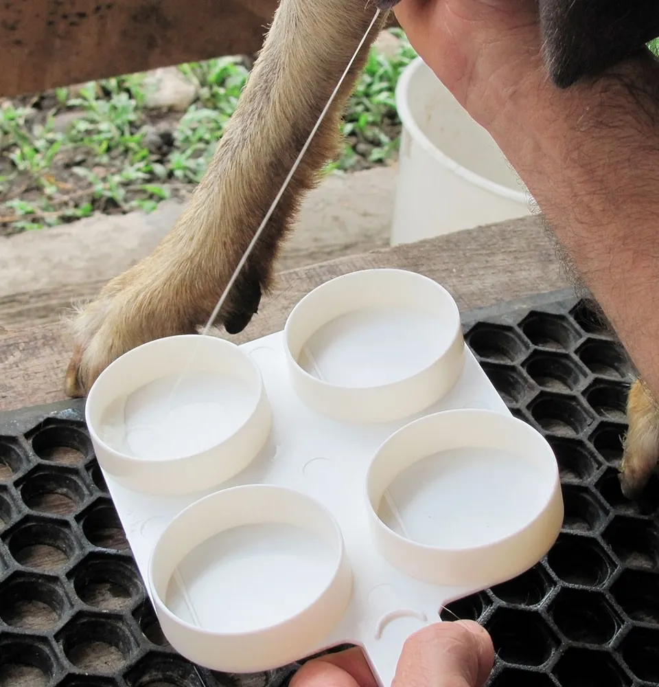 طبق اختبار كاليفورنيا