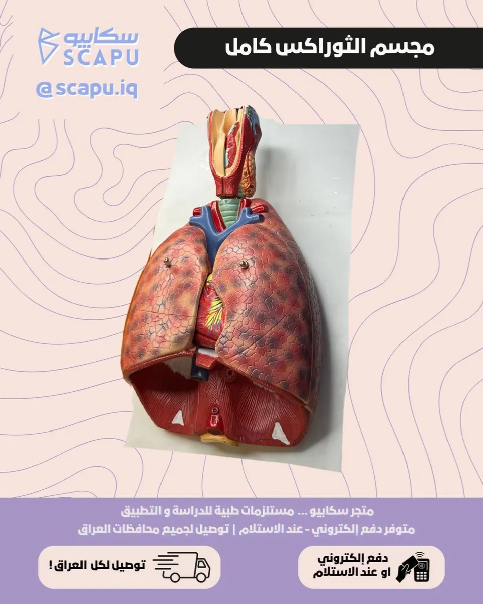 مجسم ثوراكس