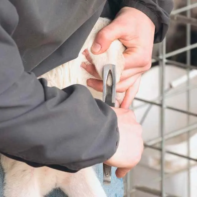 Ear notcher, pocket-sized,	stianless steel, U-notch