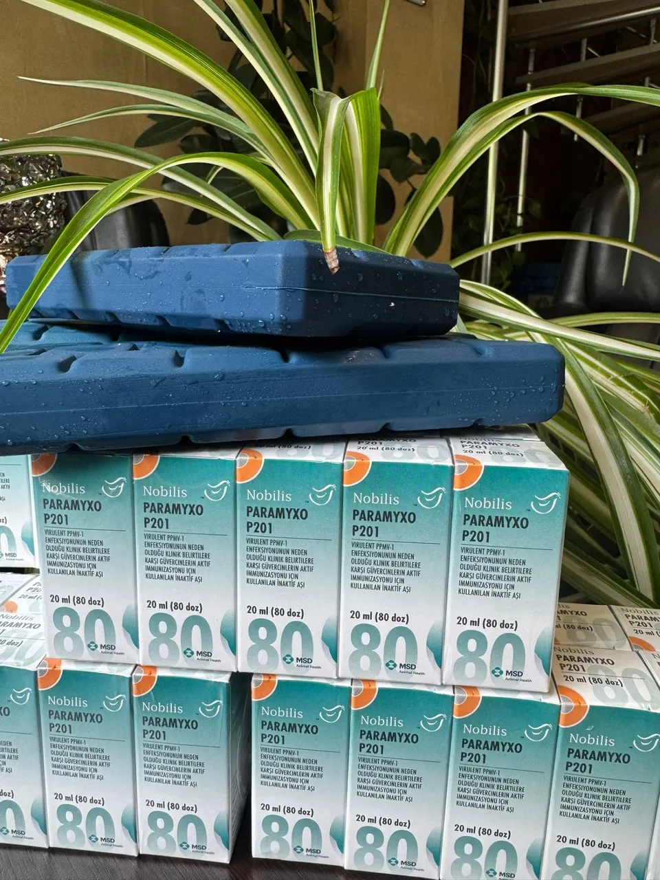 Nobilis Paramyxo P201