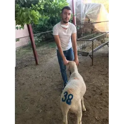 طقم أرقام معدنية من 0 إلى 9 لعمل علامات رقمية بالطلاء على الحيوانات. حجم كبير