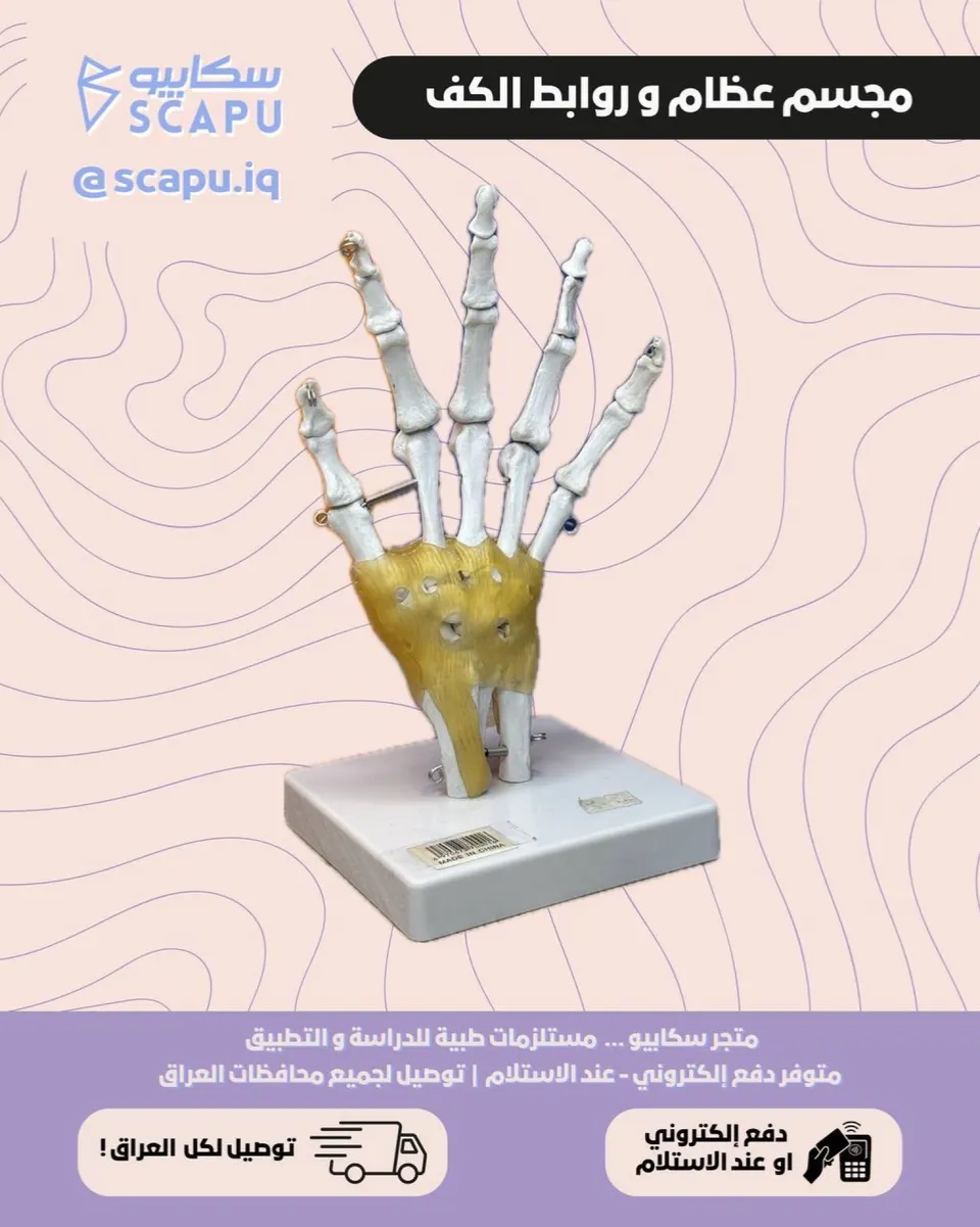hand bones and lig.