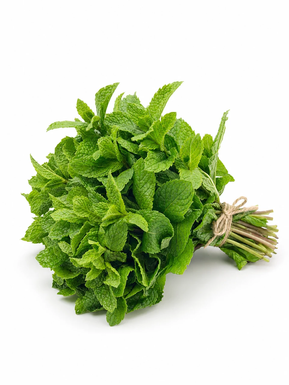نعناع طازج، ربطة