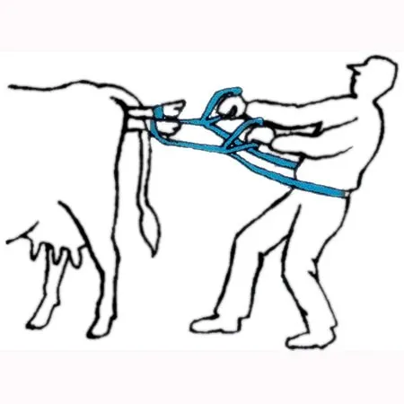 حبل سحب العجل باللون الأحمر