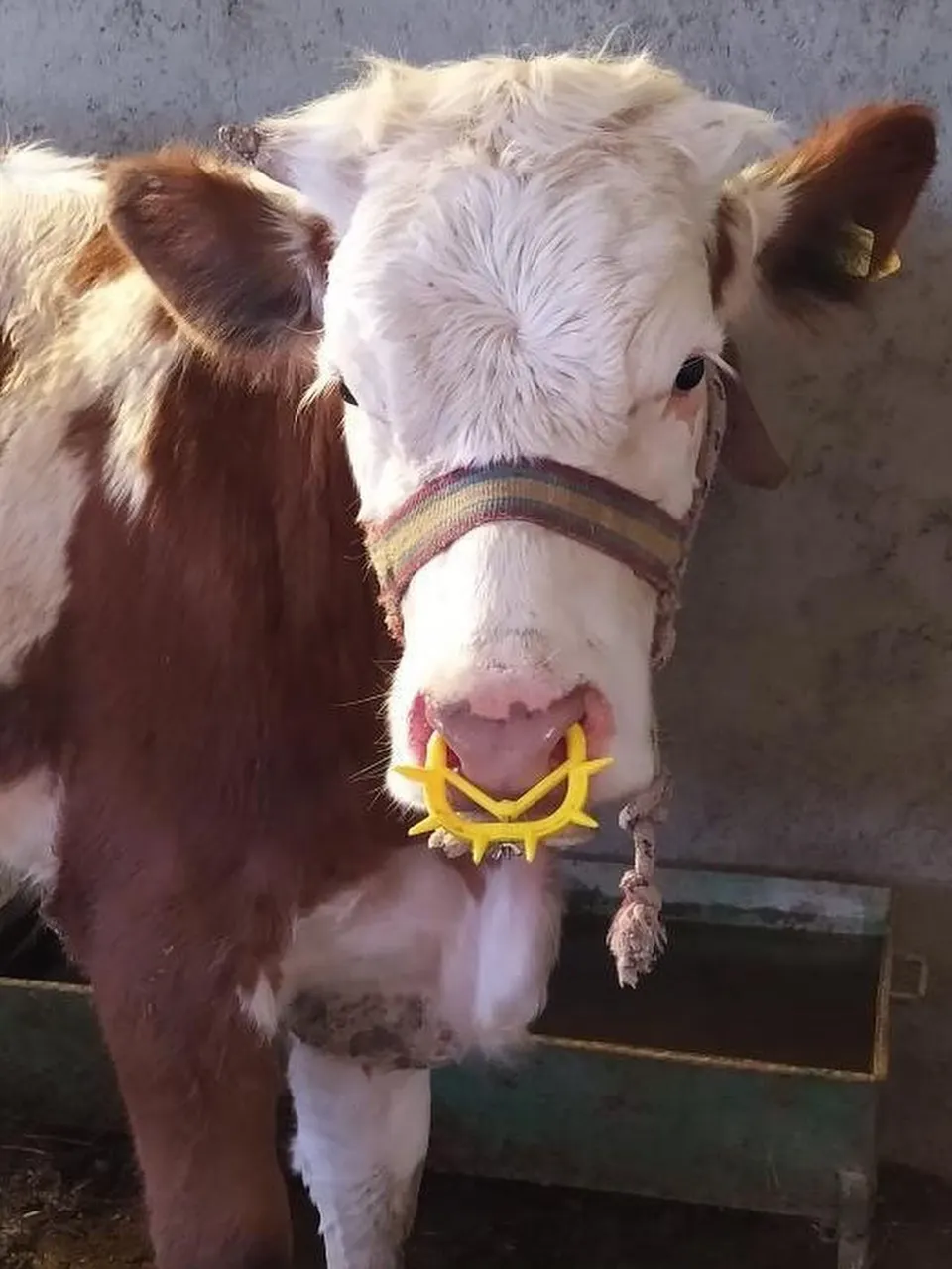 مانع رضاعة بلاستيك