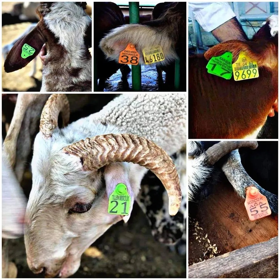 ارقام بطاقات الاذن مربع للاغنام   45mm x 35mm - وجهين