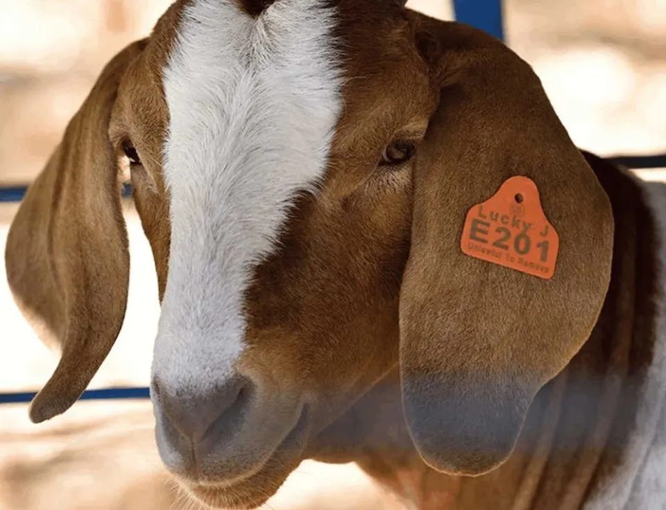 ارقام بطاقات الاذن مربع للاغنام   45mm x 35mm 