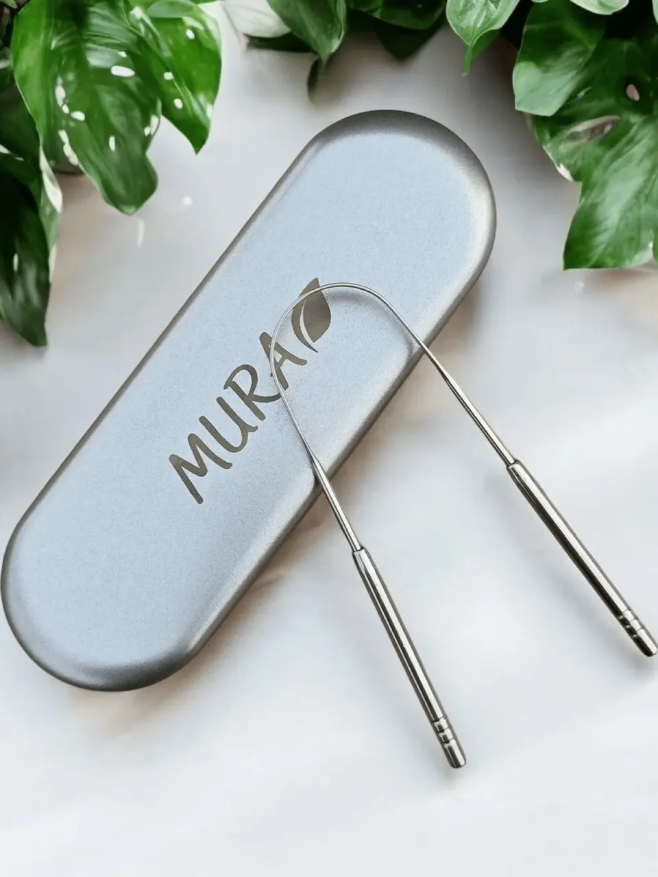 | مورا قاشطة اللسان مع علبة معدنية