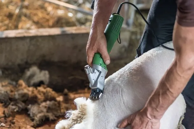 ماكينة قص الأغنام كونستانتا 4 للأغنام والماعز