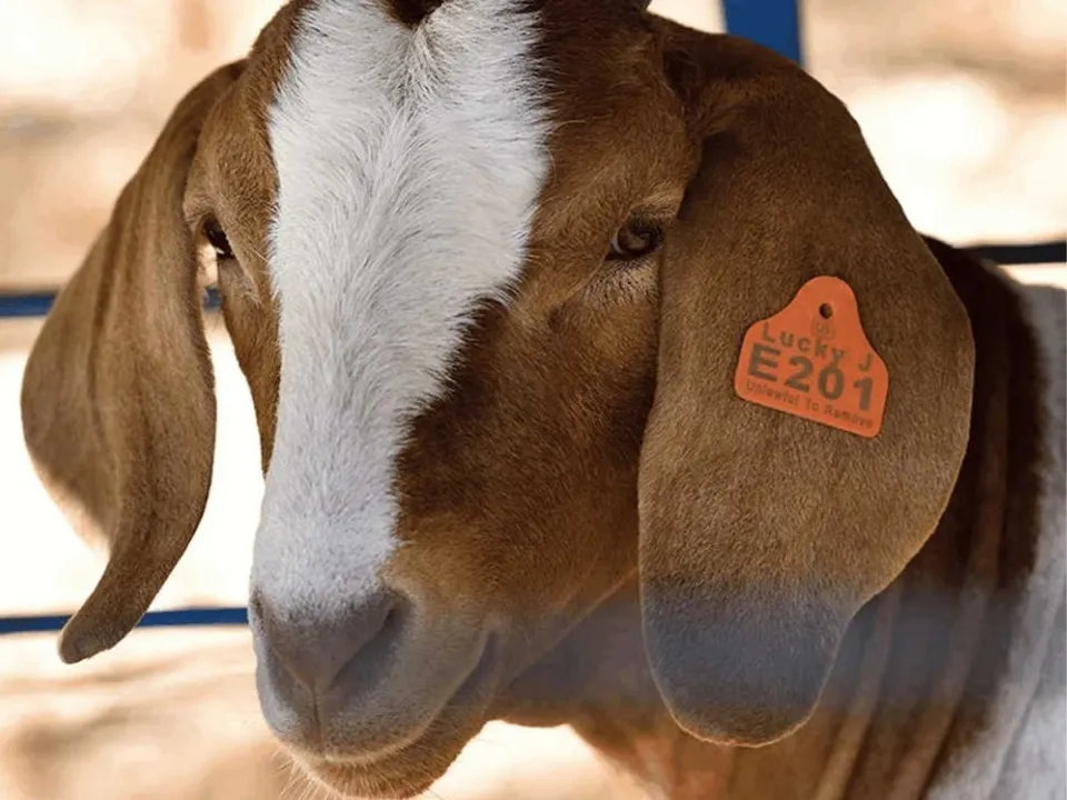 ارقام بطاقات الاذن مربع للاغنام   45mm x 35mm - وجهين