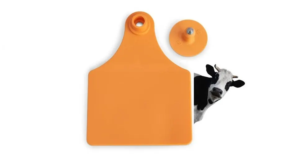 ارقام بطاقات الاذن للابقار حجم كبير (100mm x 67mm (