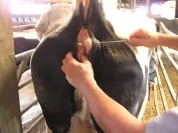 إبرة خياطة بوهنر، من الفولاذ المقاوم للصدأ، 12 سم - 